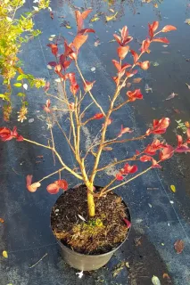 Lilas des indes 'Dynamite' (Lagerstroemia indica) — jeune arbuste aux feuilles rouges en pot · Pot 3L Touffe