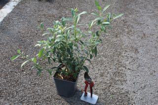 Pot 2L hauteur moyenne 20/40 cm (hors pot)