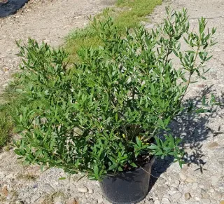 Filaire à feuilles étroites (Phillyrea angustifolia) — arbuste dense au feuillage vert en pot noir · Pot 8L