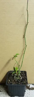 Rosier toujours vert (Rosa sempervirens) — longue tige verte épineuse avec quelques feuilles · Godet