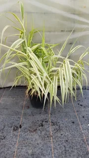 Canne de provence naine 'Variegata compact elly' (Arundo donax) — touffe de longues feuilles panachées en pot noir · Pot 3L