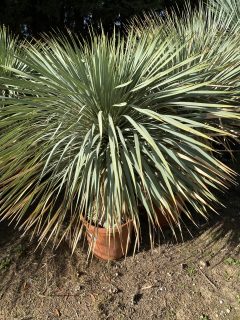 Pot 30L Hauteur 120 cm (hors pot)