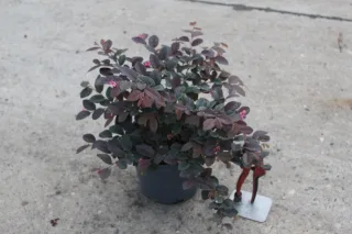 Loropétale de Chine 'Fire Dance' (Loropetalum chinense) — arbuste en pot aux petites fleurs roses, sécateur · Pot 3L