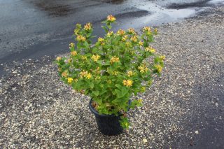 Pot 7.5L