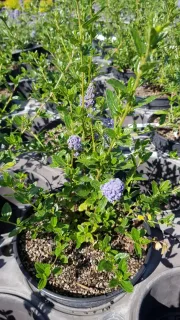 Céanothe Skylark (Ceanothus thyrsiflorus) — arbuste en pot avec grappes de fleurs mauves · Pot 3L Touffe