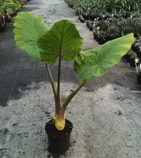 Oreille d'elephant géante 'Borneo giant pink stem' (Alocasia macrorrhiza) — grand plant à larges feuilles vertes en pot · Pot 8L