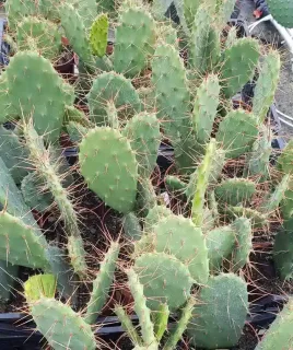 Oponce elatior (Opuntia elatior) — cactus à cladodes épineuses en pots de pépinière · Godet