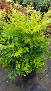 Bambou sacré 'Lemon and lime' (Nandina domestica) — touffe dense de feuillage vert vif luisant · Pot 8L Touffe