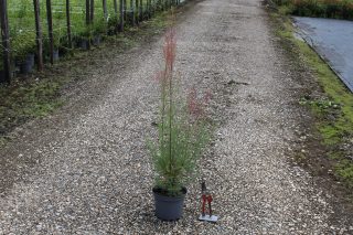 Pot 3L hauteur moyenne 60/80 cm (hors pot)