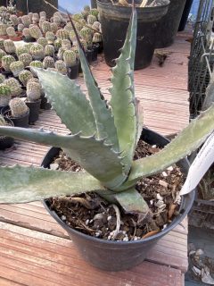 Pot 2L Hauteur 16-22 cm (hors pot)