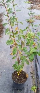 Chalef d'automne (Eleagnus umbellata) — jeune arbuste dressé avec feuillage vert en pot · Pot 3L