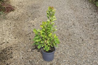 Pot 3L hauteur 40-60 cm (hors pot)