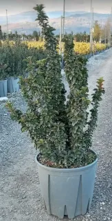 Fusain du japon 'Benkomasaki' (Euonymus japonicus) — arbuste dense dressé dans un pot plastique · Pot 10L