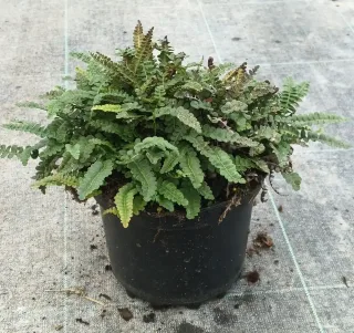 Fougère du chili (Blechnum penna-marina) — touffe dense de feuillage vert en pot noir · Pot 3L Touffe