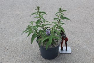 Pot 3L