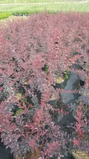 Épine-vinette 'Auricoma' (Berberis ottawensis) — alignement de jeunes arbustes feuillus en conteneurs · Pot 3L Touffe