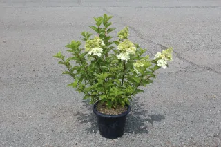 Hortensia paniculé 'Fraise melba' (Hydrangea paniculata) — arbuste ramifié en pot noir sur bitume · Pot 7.5L