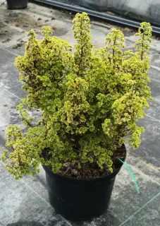 Géranium au parfum de citron 'Cy's sunburst' (Pelargonium crispum) — touffe dense de feuillage frisé vert en pot noir · Pot 3L