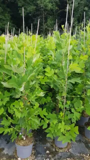Tulipier de Virginie (Liriodendron tulipifera) — groupe de jeunes arbres feuillus en pots · Pot 8L Baliveau