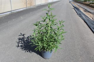 Pot 7.5L hauteur moyenne 60/80 cm (hors pot)