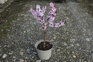 Pot 10L formé en ¼ de tige, hauteur totale de 60/80 cm (hors pot)