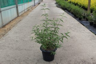 Pot 7.5L hauteur moyenne 60/80 cm (hors pot)