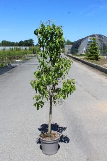 Pot 12L formé en gobelet sur une tige de 60-70 cm, hauteur totale de 125-150 cm (hors pot), plante âgée de 3 ans