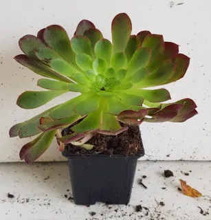 Succulente 'Surreal sienna' (Semponium) — rosette charnue vert vif aux bords rougeâtres · Godet