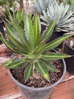 Pot 5L Hauteur 15 cm (hors pot)