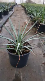 Agave à feuilles striées 'Falcata blue' (Agave striata) — plante graphique aux longues feuilles étroites en pot · Pot 2.5L