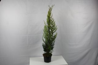 Pot 2L hauteur moyenne 80/100 cm (hors pot)