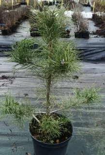 Pin noir 'Corsicana' (Pinus nigra) — jeune conifère en pot sur bâche de pépinière · Pot 8L