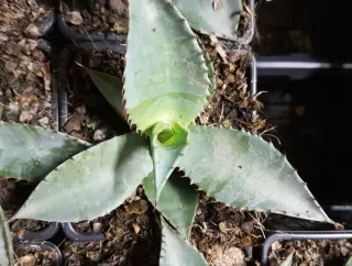 Agave de palmer (Agave palmeri) — rosette de jeune agave dans godet plastique