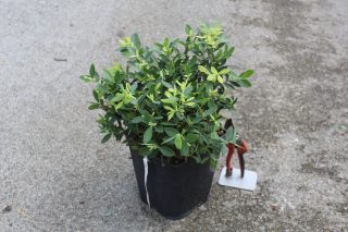 Pot 5L hauteur moyenne 40/60 cm (hors pot)