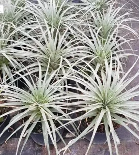 Broméliacée des andes (Puya raimondii) — plusieurs jeunes plants graphiques en pots alignés · Pot 8L