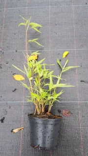 Bambou moyen, Bambou à chaumes verts (Phyllostachys bissetii) — jeune plant à tiges dressées en pot · Pot 1.5L