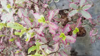 Pittospore 'Elisabeth' (Pittosporum tenuifolium) — feuillage panaché bordé de rose, jeune pousse · Pot 3L Touffe