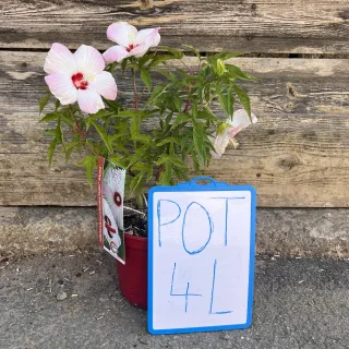 Pot 4L  hauteur 30-50 cm (hors pot)