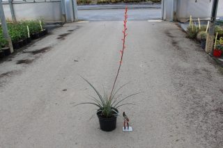 Pot 5L hauteur 1m