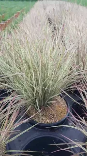 Herbe à balais 'Chameleon' (Schizachyrium scoparium) — touffe de graminée dense dans pot noir · Pot 3L
