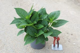 Pot 3L