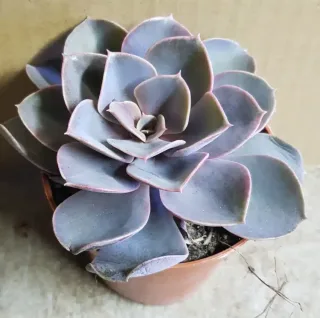 Echeveria 'Perle von nürnberg' — rosette de succulente gris violacé en pot plastique · Godet