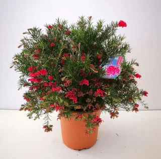 Grévilléa à feuilles de genévrier (Grevillea juniperina) — arbuste compact en pot, fleurs rouges vives · Pot 10L Touffe