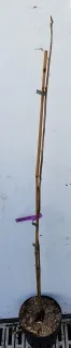 Noyer amère 'Amara' (Carya) — jeune tige lignifiée tuteurée contre un mur blanc · Pot 3L Baliveau