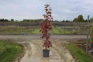 Chêne rouge d'amérique 'Borealis' (Quercus rubra) — jeune arbre élancé au feuillage rouge en pot · Pot 15L Baliveau