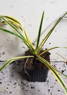 Yucca 'Bright edge' (Yucca filamentosa) — jeune plant graphique en pot plastique noir · Godet