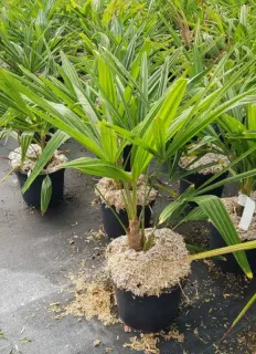 Palmier de chine (Trachycarpus fortunei) — jeune palmier en pot sur sol de pépinière · Pot 3L