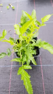 Ronce à fruits jaunes (Rubus xanthocarpus) — jeune plant vert en pot de pépinière · Godet