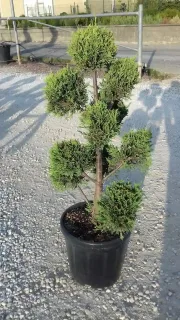 Cyprès de leyland 'Castlewellan gold' (Cupressocyparis leylandii) — arbuste persistant taillé en pompons verts dans pot noir · Pot 15L