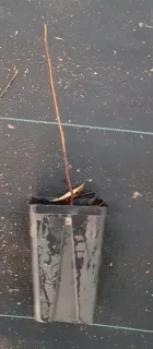 Plaqueminier de virginie (Diospyros virginiana) — jeune plant nu en pot plastique noir · Godet